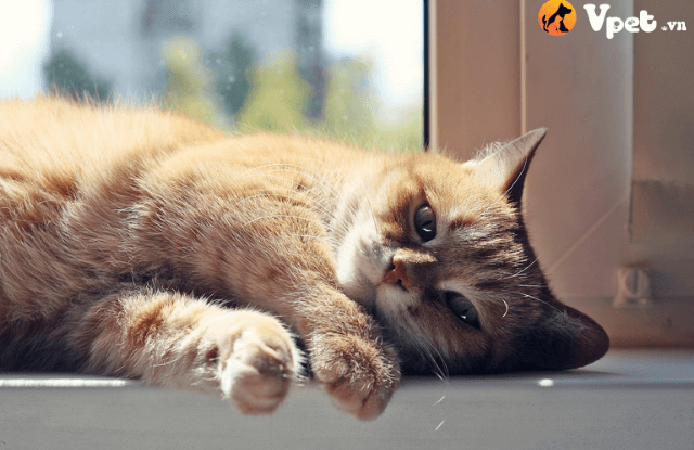 bệnh tiểu đường nhiễm toan ceton ở mèo