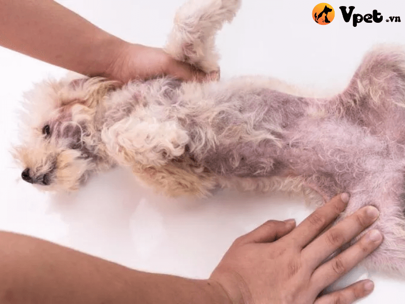Nguyên nhân gây bệnh viêm nang lông ở chó