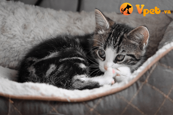bệnh viêm xương ở mèo