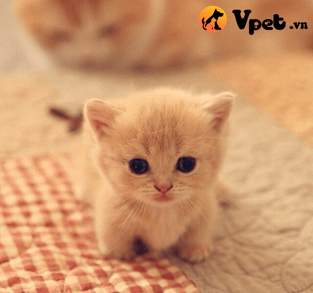 bệnh viêm xương ở mèo