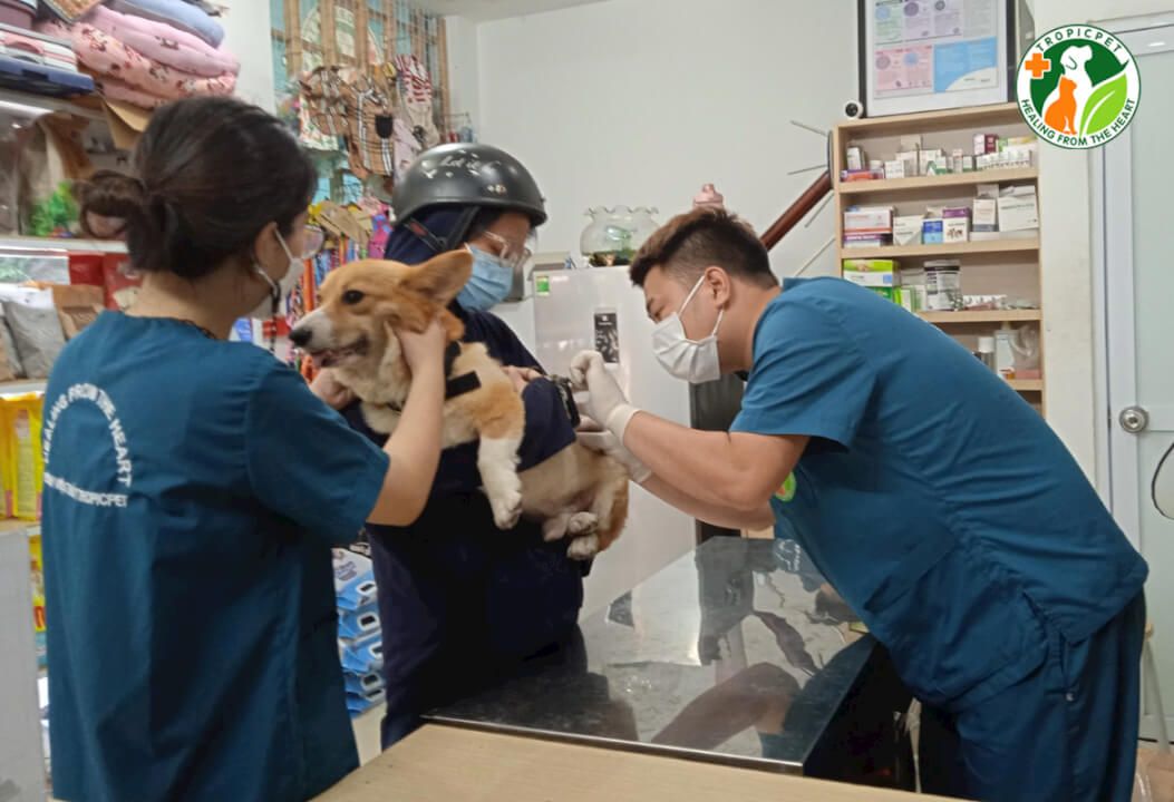 Bệnh viện thú y Mỹ Đình - Dịch vụ chăm sóc sức khỏe đáng tin cậy cho thú cưng của bạn