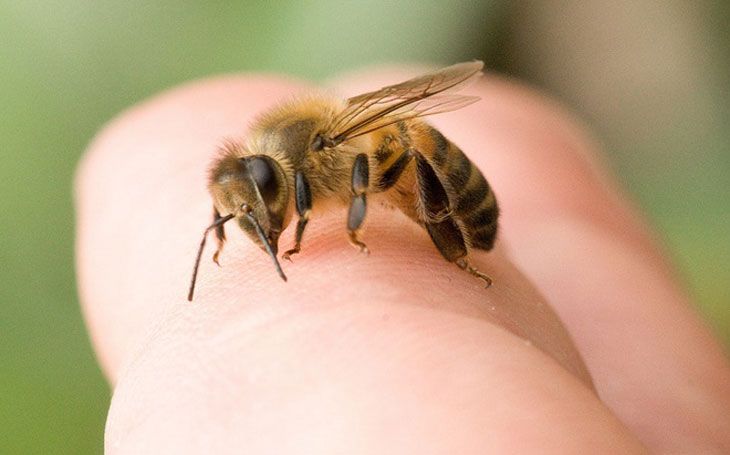Bị ong bắp cày đốt: Nguyên nhân, triệu chứng và cách xử lý