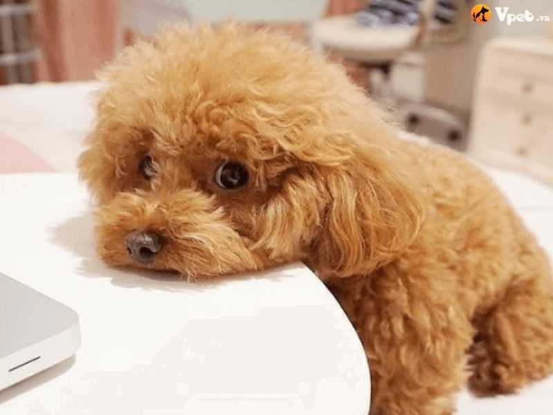 Tại sao cần thực hiện việc tẩy giun cho chó