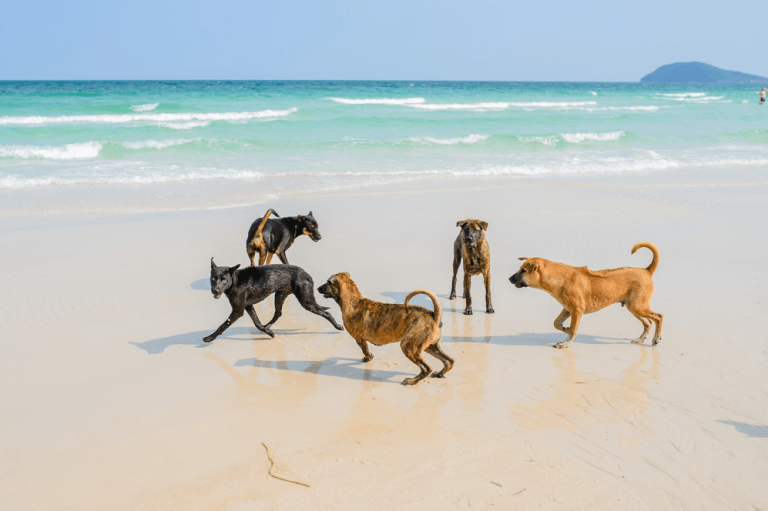 Chó Phú Quốc thuần chủng |Những cách lựa chọn chính xác nhất