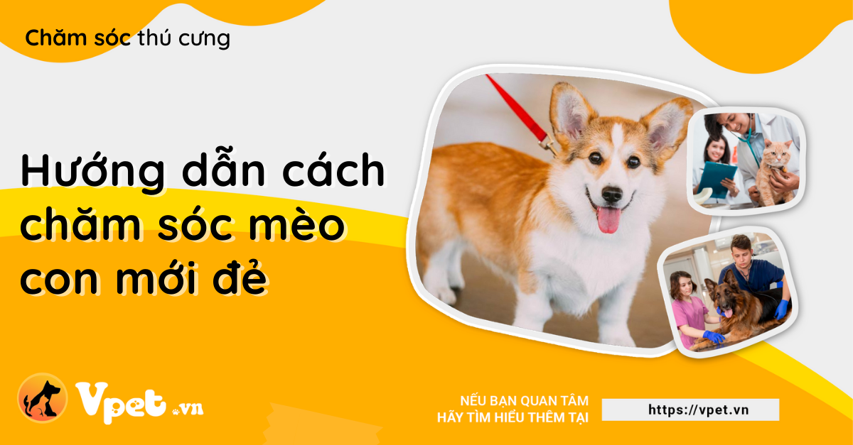 Hamster Syria – Một trong những giống chuột được yêu thích nhất trên thế giới