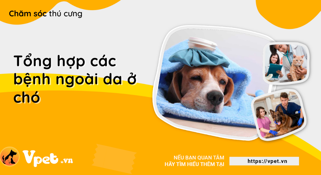 Tổng hợp các bệnh ngoài da của chó