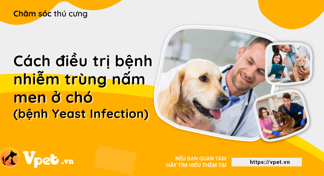 Bệnh nấm Candida ở chó