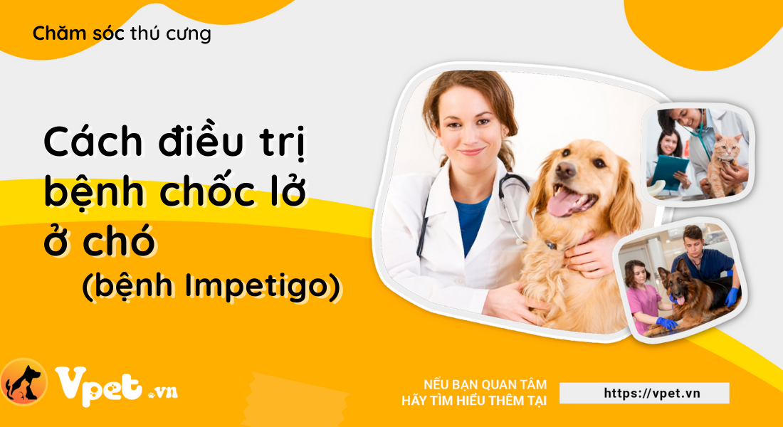 Bệnh chốc lở ở chó - Tìm hiểu về bệnh và cách chữa trị