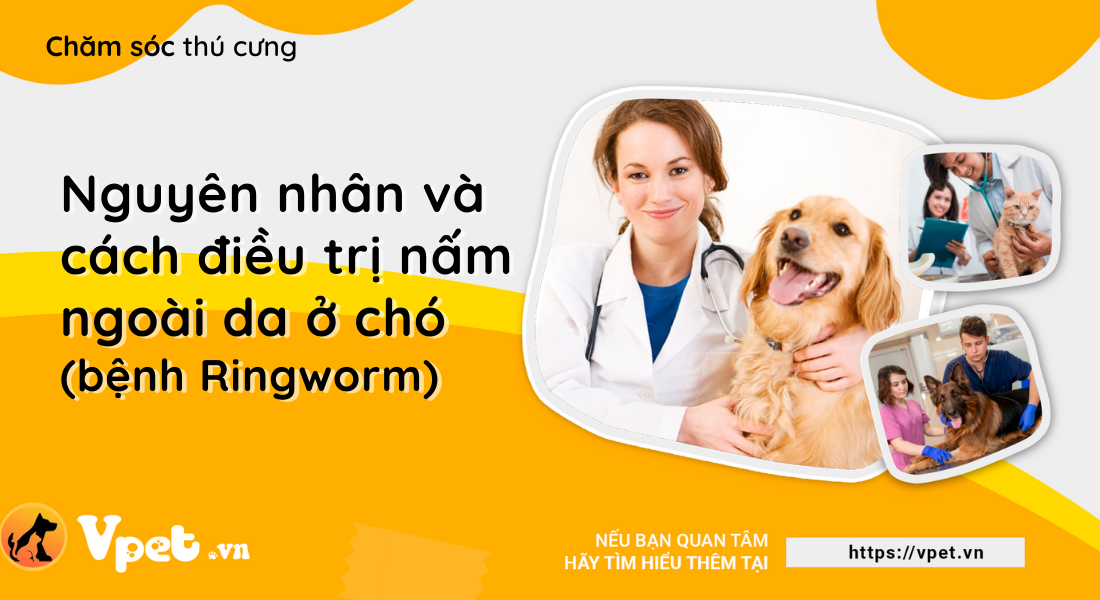 Bệnh nấm ngoài da do Ringworm - Tìm hiểu về giống bệnh ngoài da này