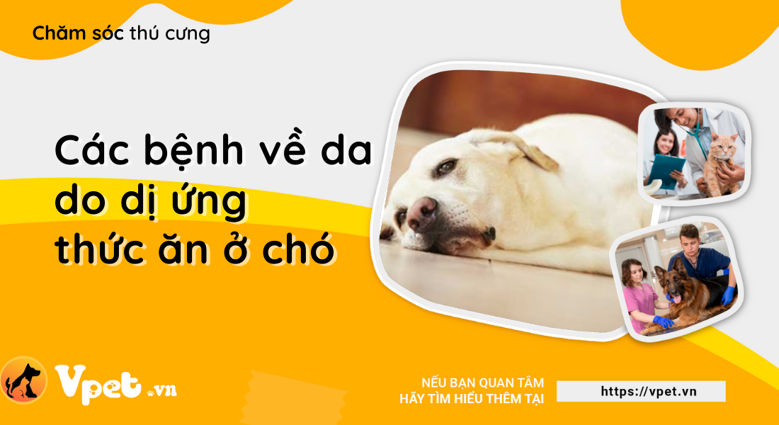 Các bệnh về da gây ra do dị ứng thức ăn ở chó