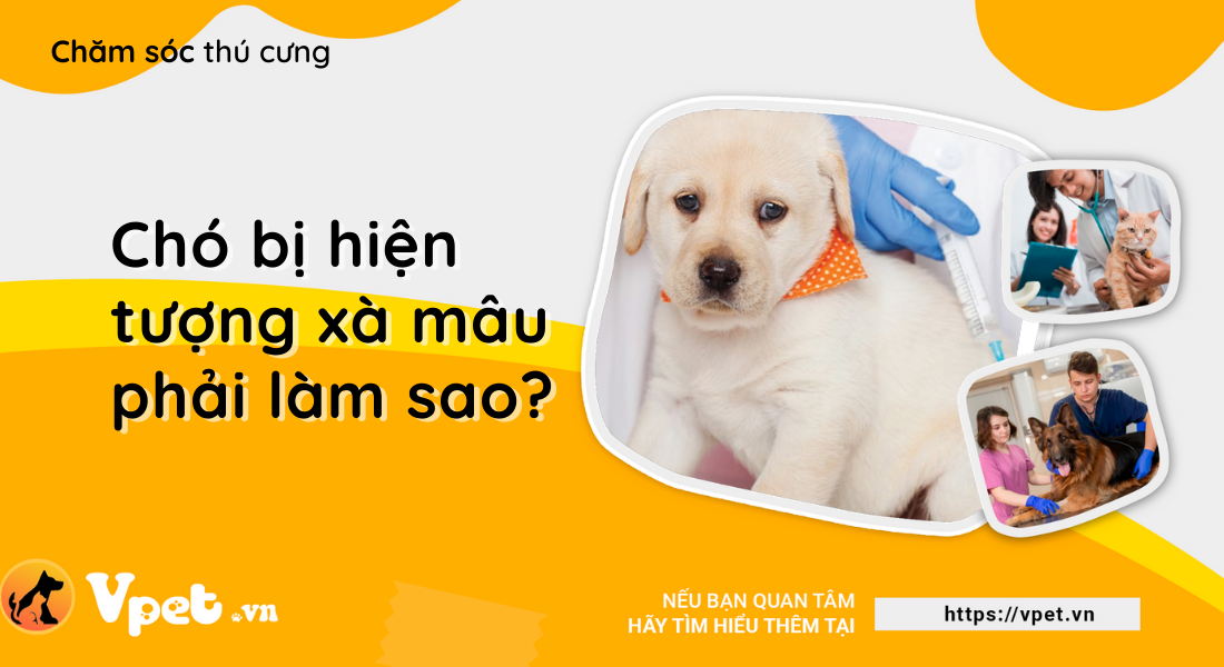 Hiện tượng xà mâu ở chó phải làm sao?