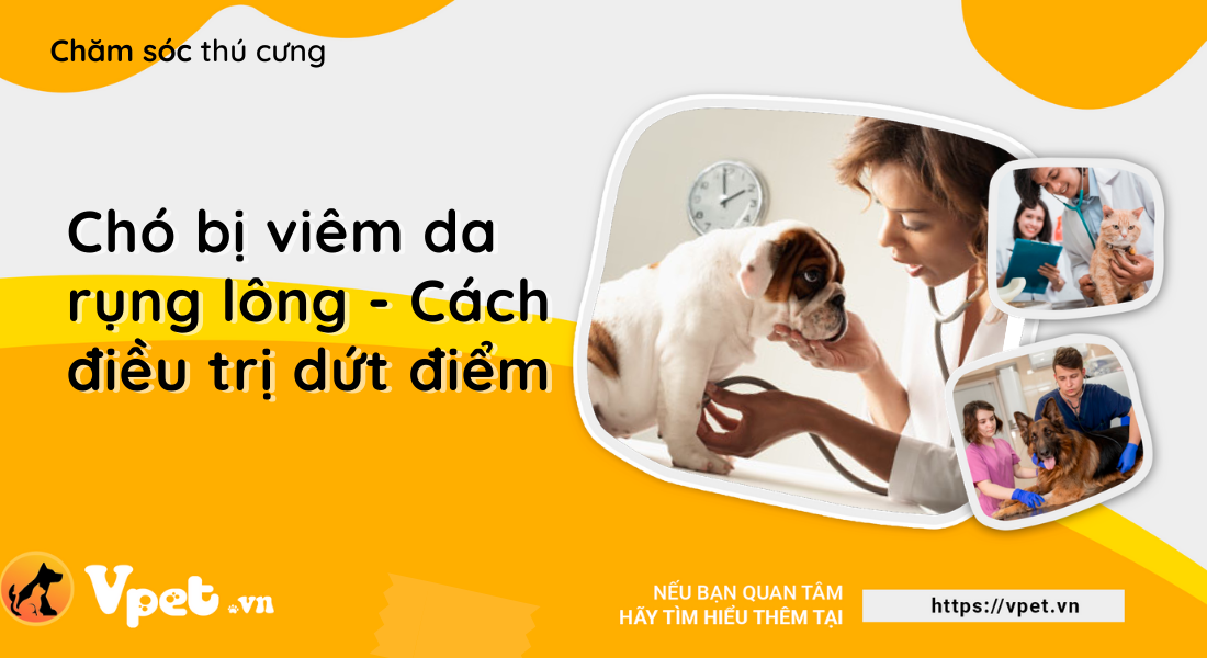 Chó bị viêm da rụng lông - Cách điều trị dứt điểm 