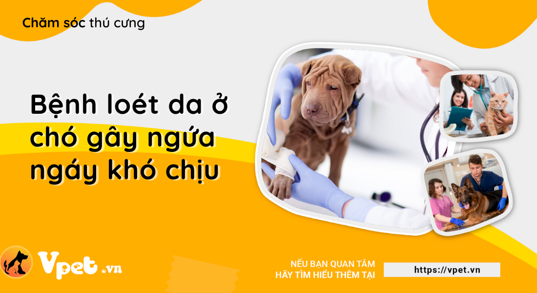 Bệnh loét da ở chó gây ngứa ngáy khó chịu