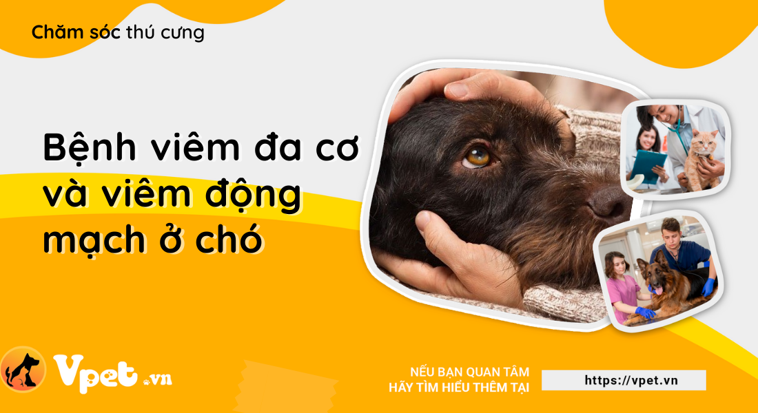 Bệnh viêm đa cơ và viêm động mạch ở chó