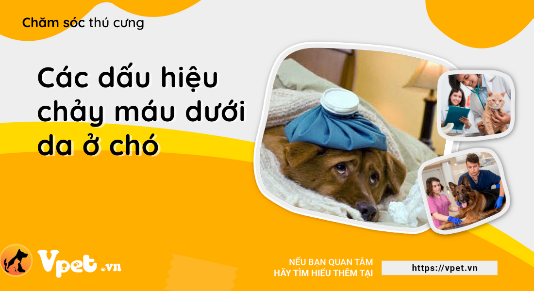 Các dấu hiệu chảy máu dưới da ở chó