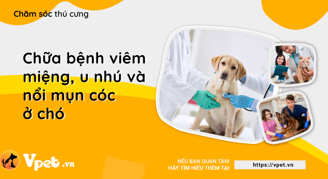 Chữa bệnh viêm miệng, u nhú và nổi mụn cóc ở chó