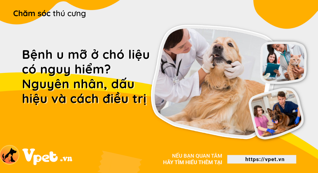 Bệnh u mỡ ở chó liệu có nguy hiểm? Nguyên nhân, dấu hiệu và cách điều trị