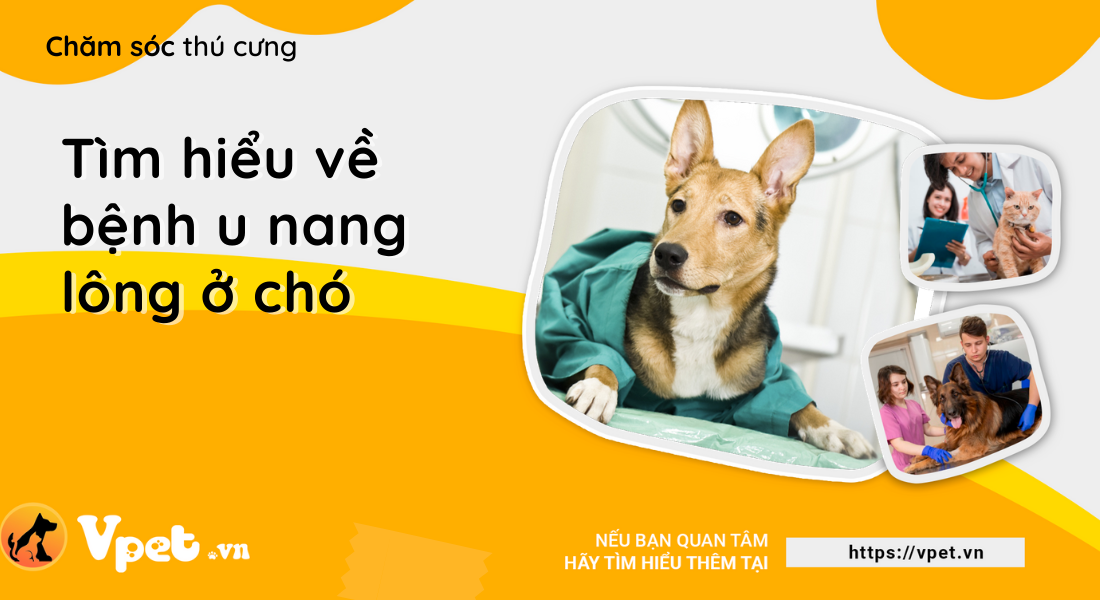 Tìm hiểu về bệnh u nang lông ở chó