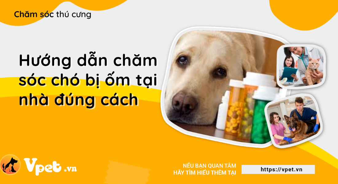 Hướng dẫn chăm sóc chó bị ốm tại nhà đúng cách