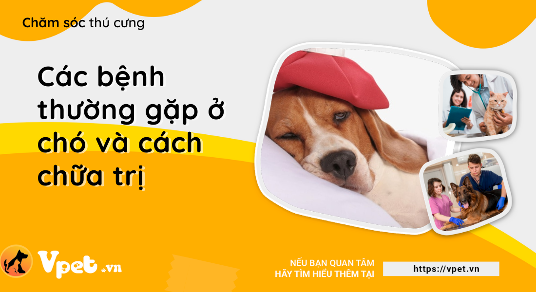 Các bệnh thường gặp ở chó và cách chữa trị 