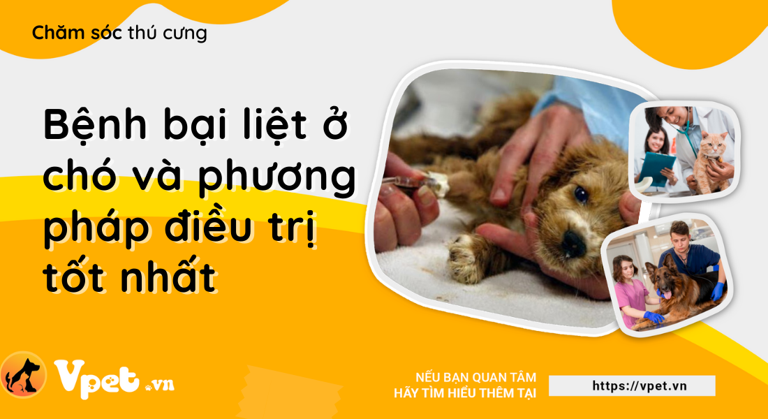 Bệnh bại liệt ở chó và phương pháp điều trị tốt nhất