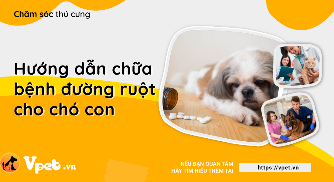 Hướng dẫn chữa bệnh đường ruột cho chó con