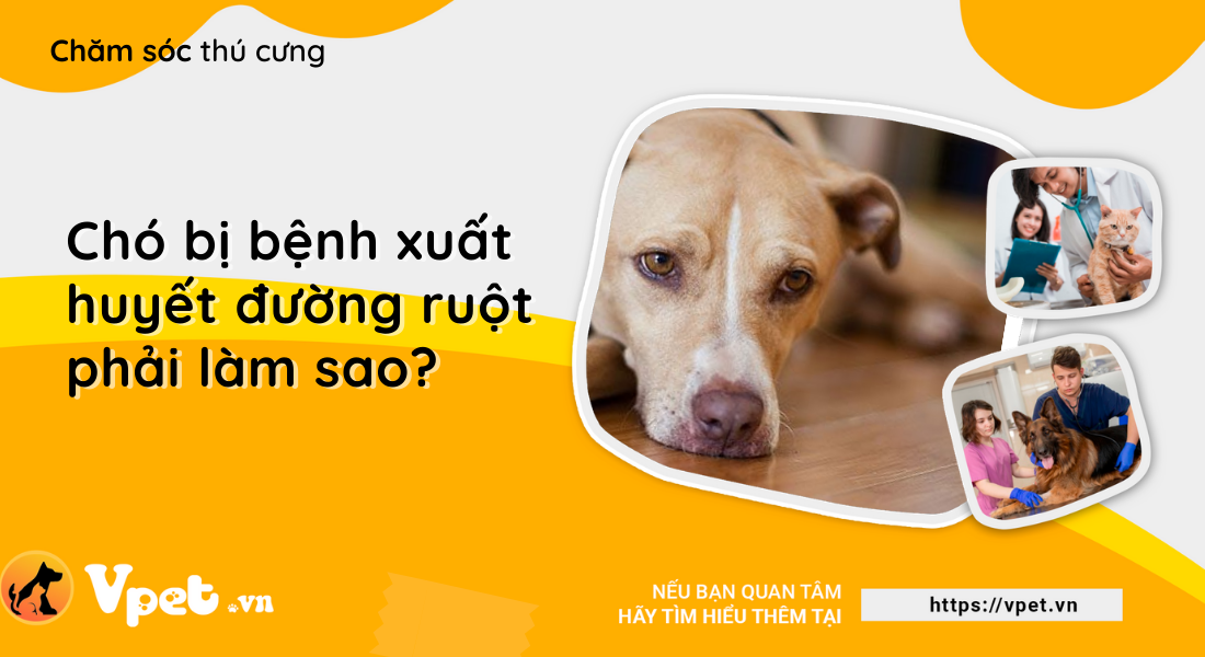 Chó bị bệnh xuất huyết đường ruột phải làm sao?