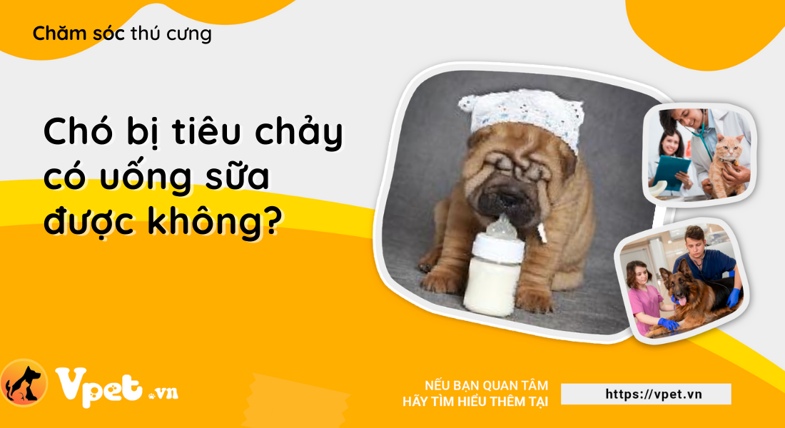 Chó bị tiêu chảy có uống sữa được không?