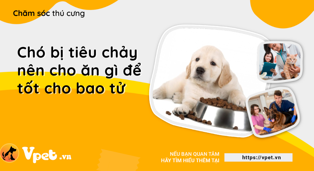 Chó bị tiêu chảy nên cho ăn gì để tốt cho bao tử