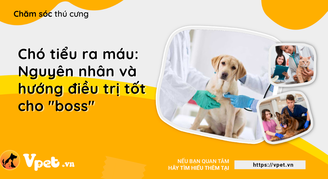 Chó tiểu ra máu: Nguyên nhân và hướng điều trị tốt cho "boss"