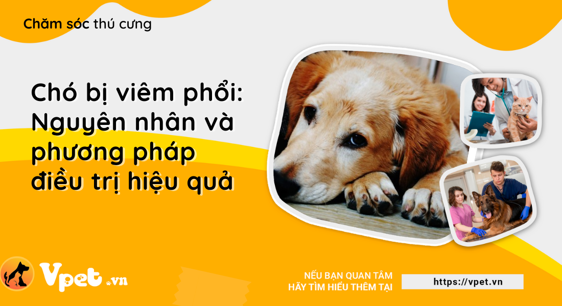 Chó bị viêm phổi: Nguyên nhân và phương pháp điều trị hiệu quả