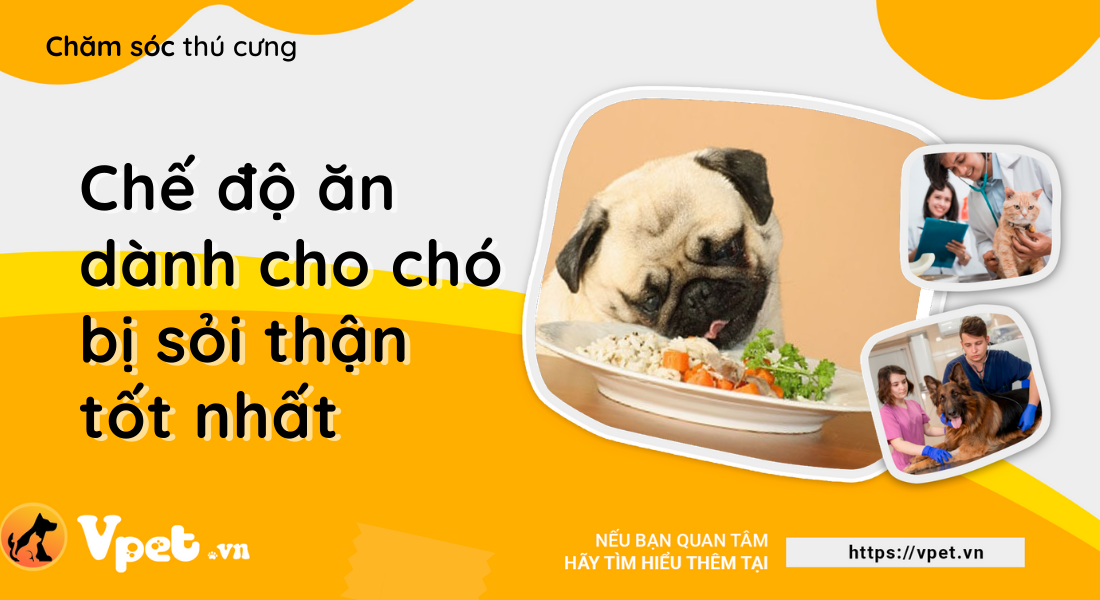 Chế độ ăn dành cho chó bị sỏi thận tốt nhất