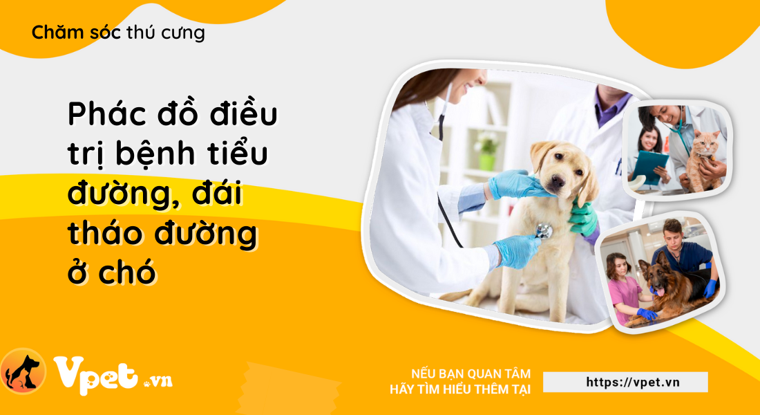 Phác đồ điều trị bệnh tiểu đường, đái tháo đường ở chó