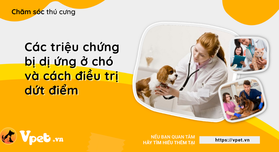 Các triệu chứng bị dị ứng ở chó và cách điều trị dứt điểm