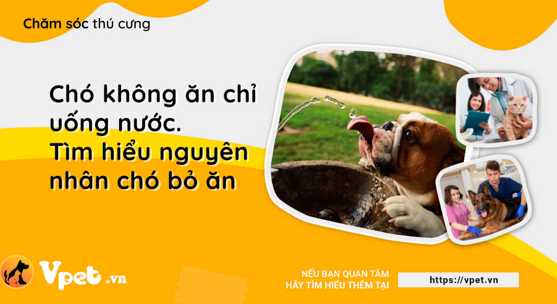 Chó không ăn chỉ uống nước.Tìm hiểu nguyên nhân chó bỏ ăn