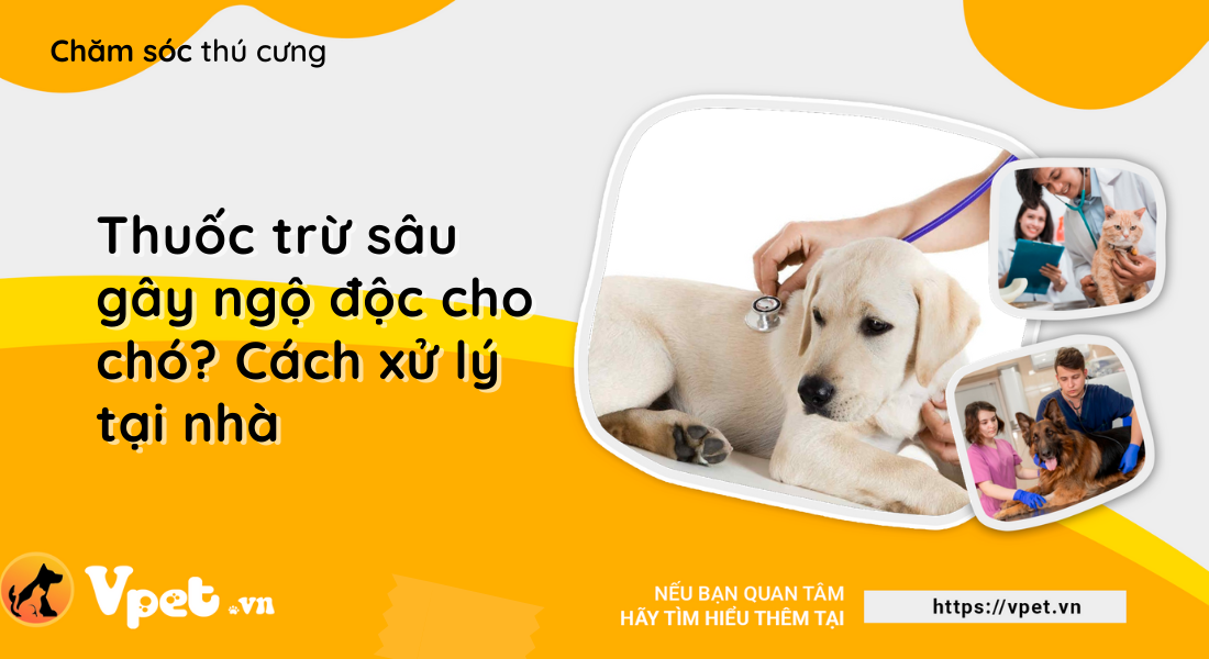 Thuốc trừ sâu gây ngộ độc cho chó? Cách xử lý tại nhà