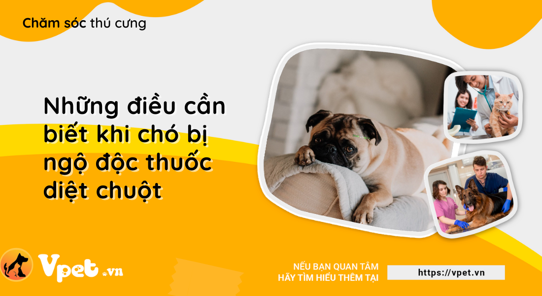 Những điều cần biết khi chó bị ngộ độc thuốc diệt chuột