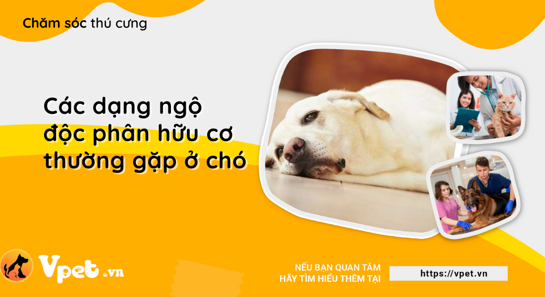 Các dạng ngộ độc phân hữu cơ thường gặp ở chó