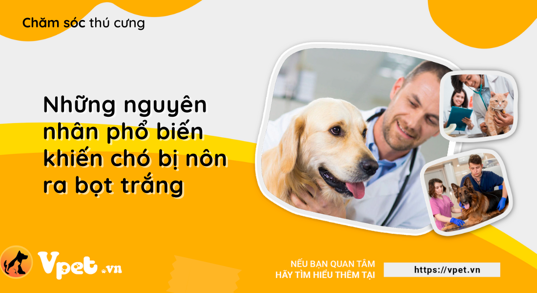 Những nguyên nhân phổ biến khiến chó bị nôn ra bọt trắng 