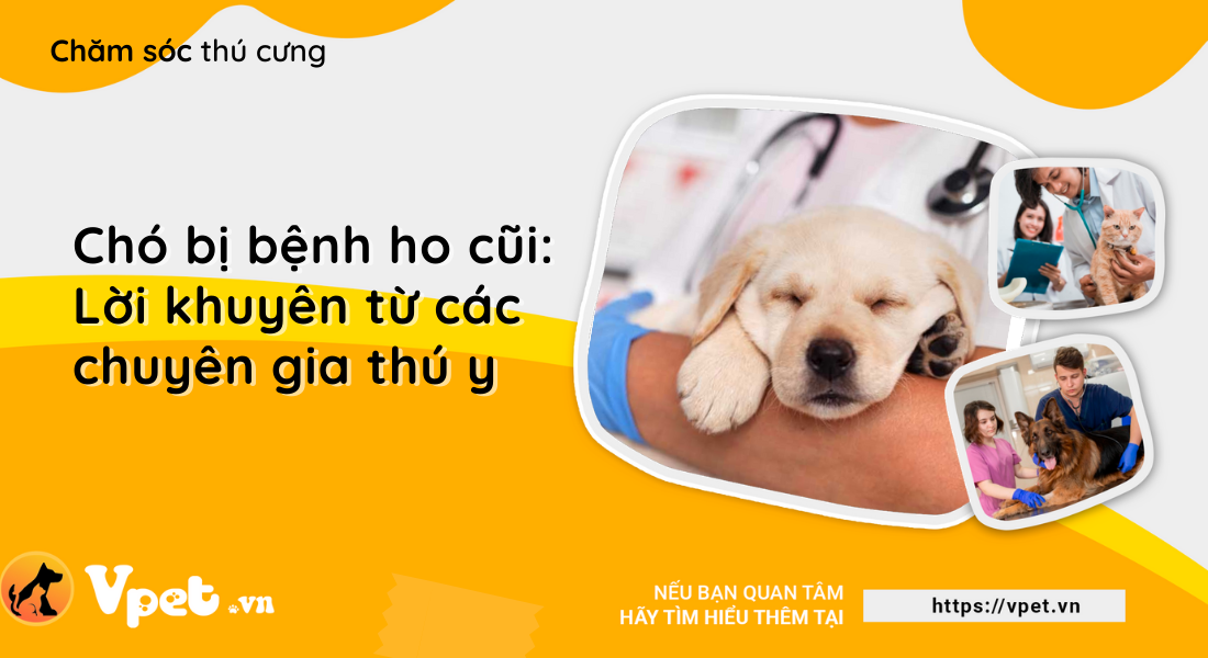 Chó bị bệnh ho cũi: Lời khuyên từ các chuyên gia thú y