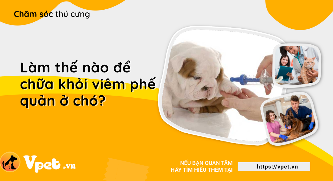 Làm thế nào để chữa khỏi viêm phế quản ở chó?