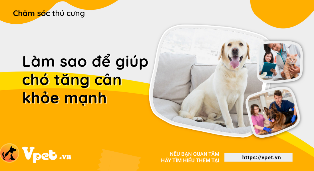 Làm sao để giúp chó tăng cân khỏe mạnh?