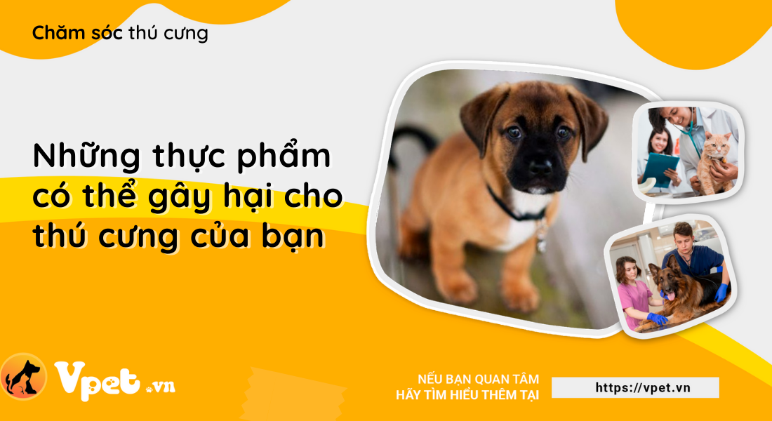 Những thực phẩm có thể gây hại cho chú chó cưng của bạn