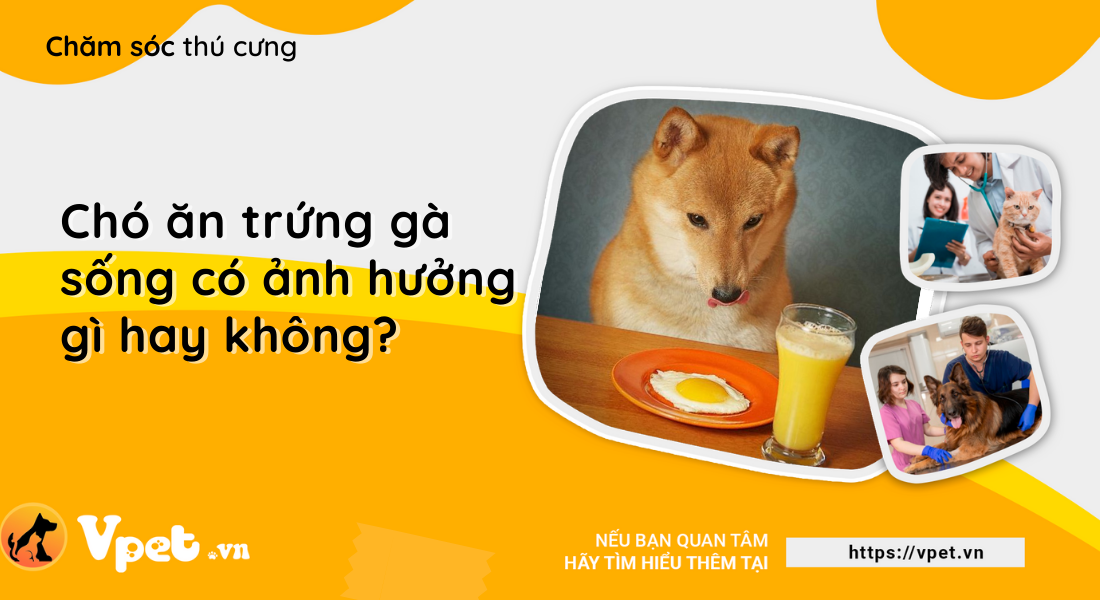 Chó ăn trứng gà sống có ảnh hưởng gì hay không?