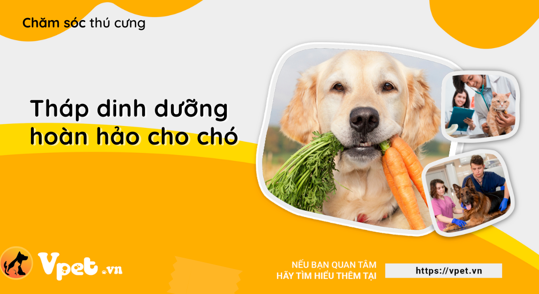 Tháp dinh dưỡng hoàn hảo cho chó