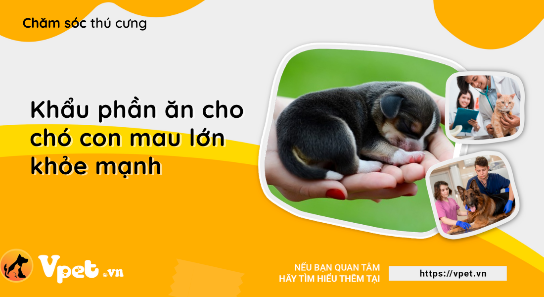 Khẩu phần ăn cho chó con mau lớn khỏe mạnh