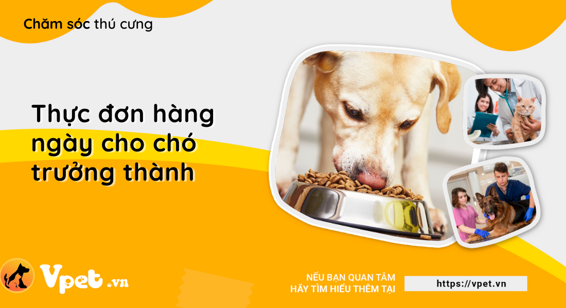 Thực đơn hàng ngày cho chó trưởng thành