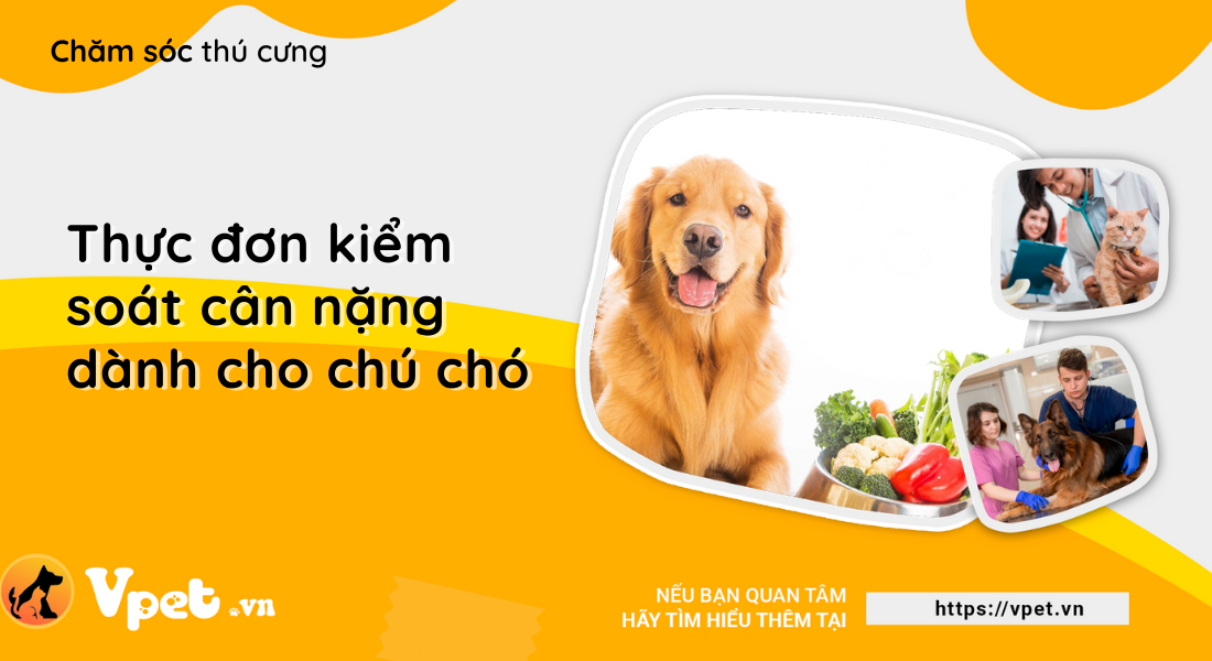 Thực đơn kiểm soát cân nặng dành cho chú chó