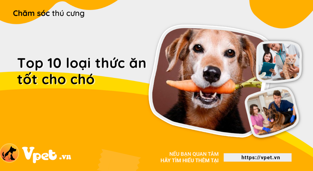 Top 10 loại thức ăn tốt cho chó