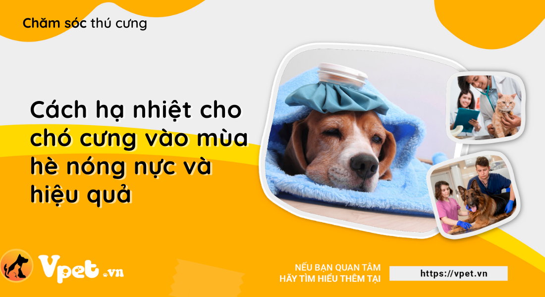 Cách hạ nhiệt cho chó cưng vào mùa hè nóng nực và hiệu quả